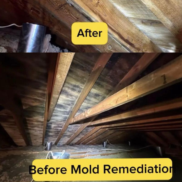 Mold Treatment